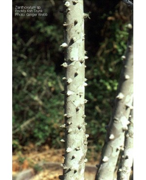 Zanthoxylum spp